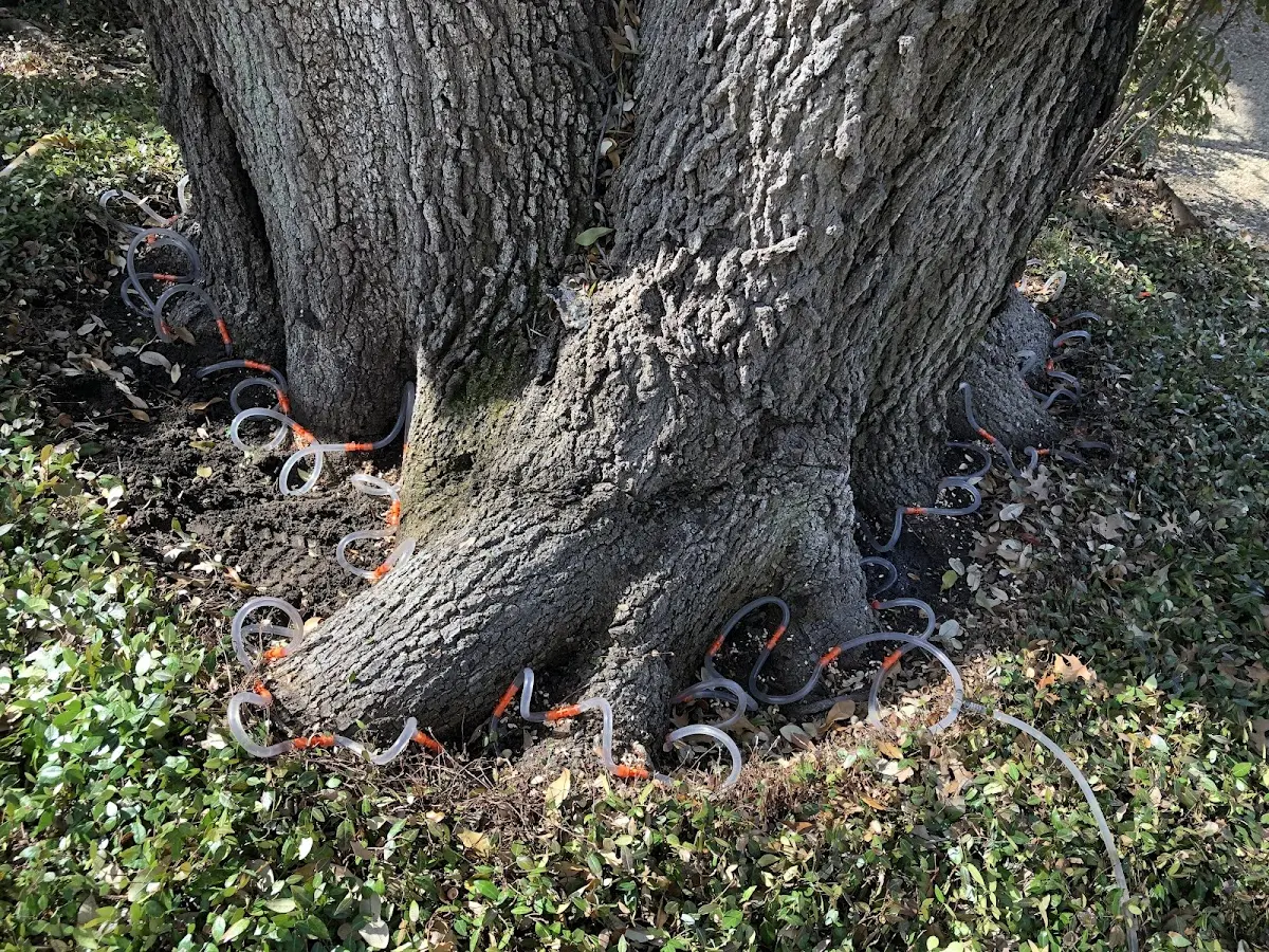 Detailed Tree Cabling and Bracing job site in Coraopolis